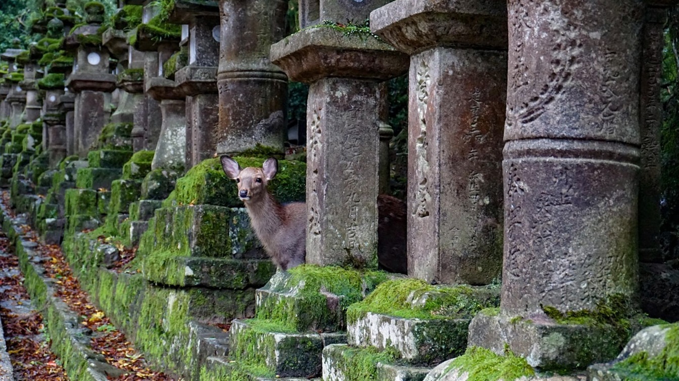 Japón Tradicional
