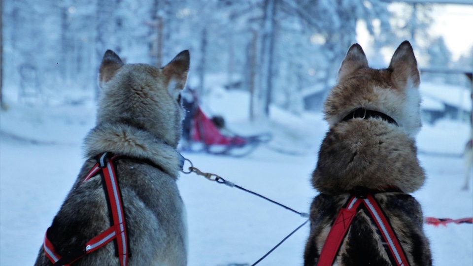 Aventura Navideña # 1 2025-2026