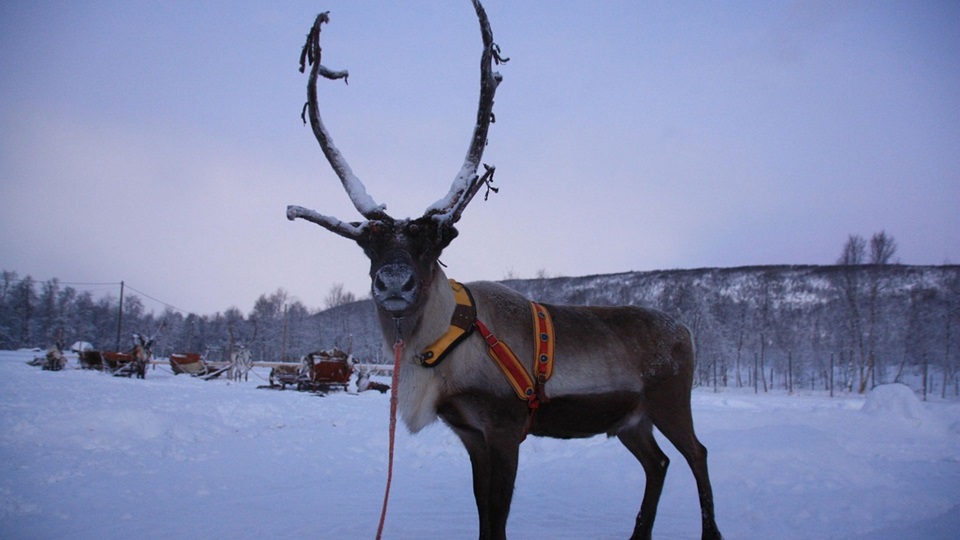 Aventura Navideña # 2 2025-2026