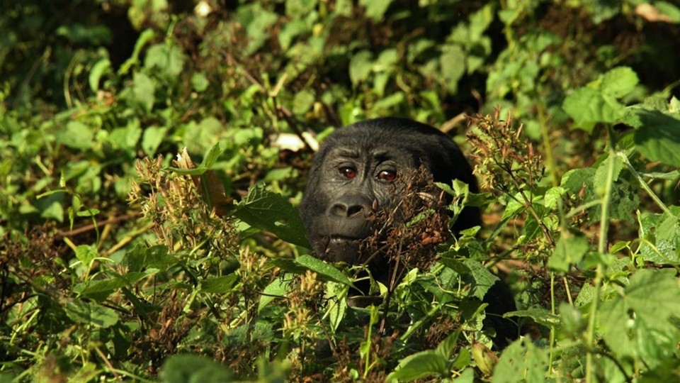 Uganda Santuarios Naturales
