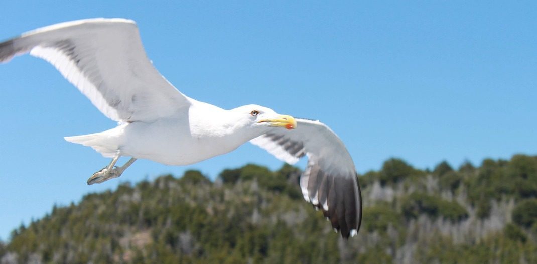 Perlas Argentinas 2026