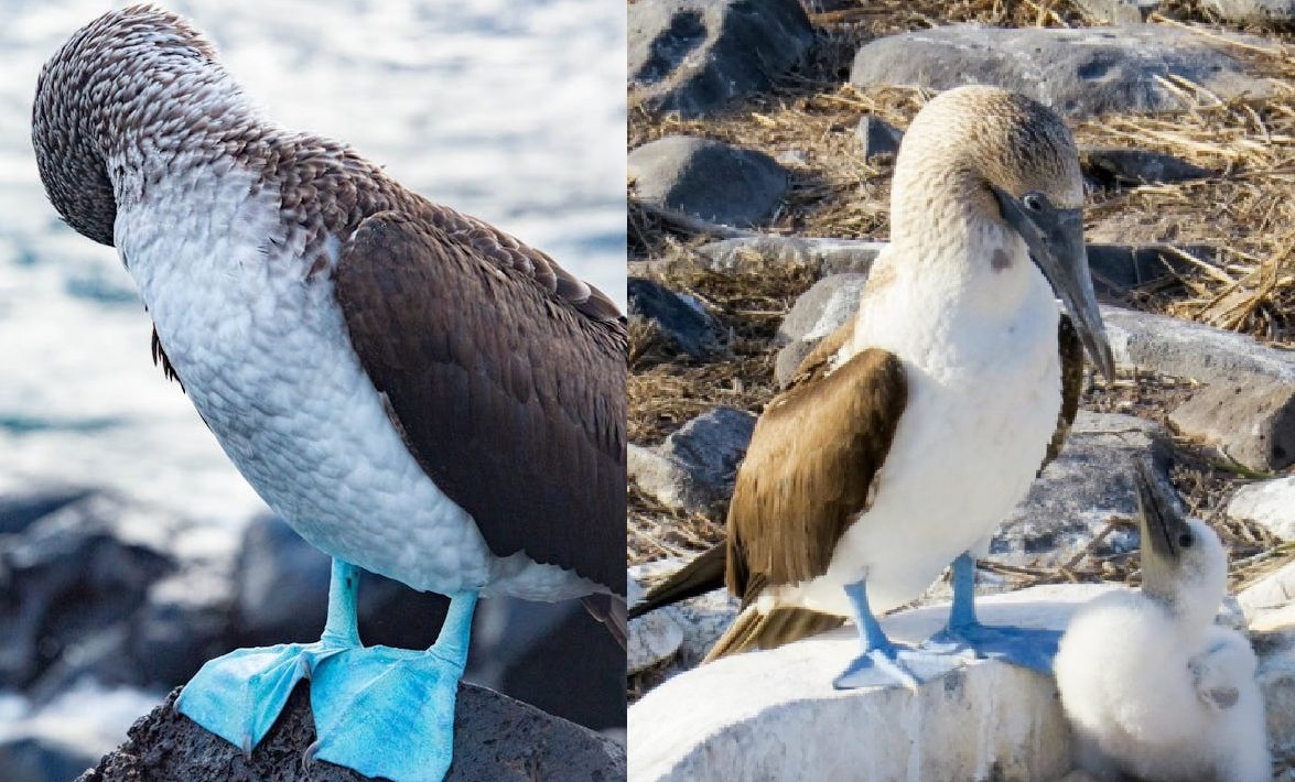 Galápagos con Islas Santa Cruz y San Cristóbal 2026