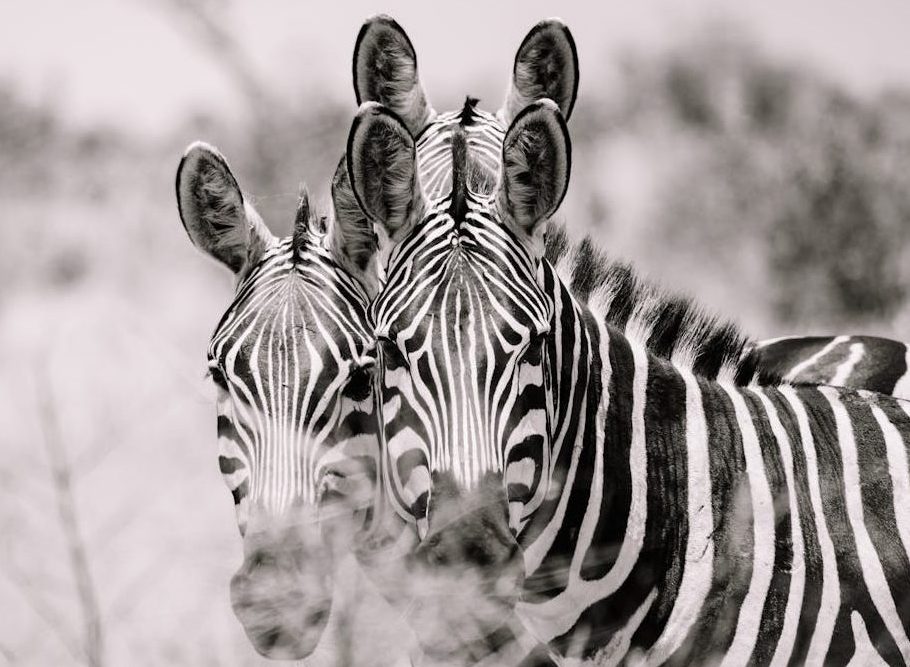 Maravillas de Sudáfrica con Pilanesberg 2026