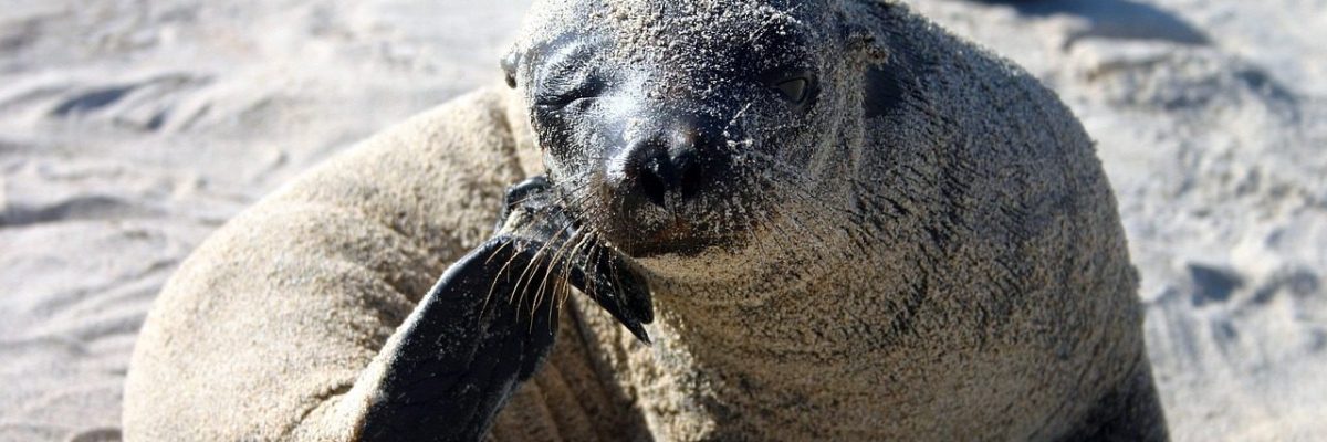Galapagos