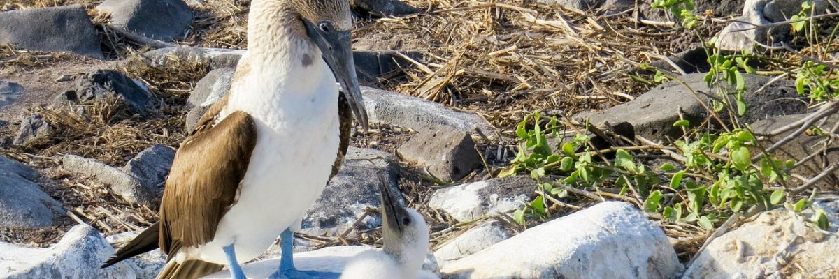 Galapagos 1