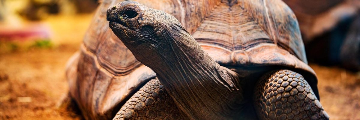 Galapagos 2