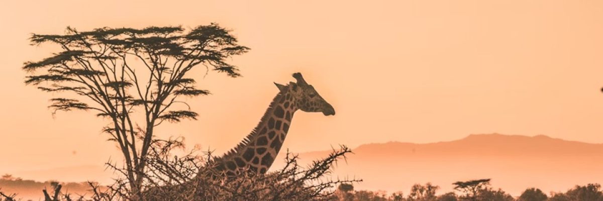 Safaris fotograficos