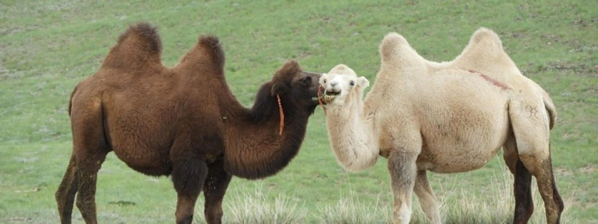 camellos