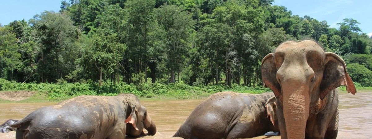 Chiang Mai
