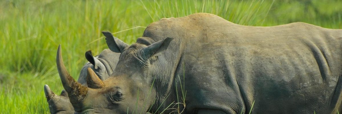 Rinoceronte